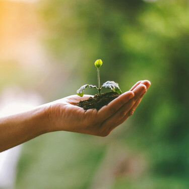 Qué plantas tenemos que sembrar en diciembre en nuestro huerto o jardín par tener una primavera fructífera