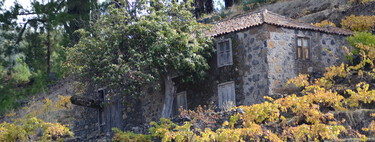 Así es el desconocido vino de tea que nace del corazón de la isla de La Palma: una osadía agrícola entre pinos canarios