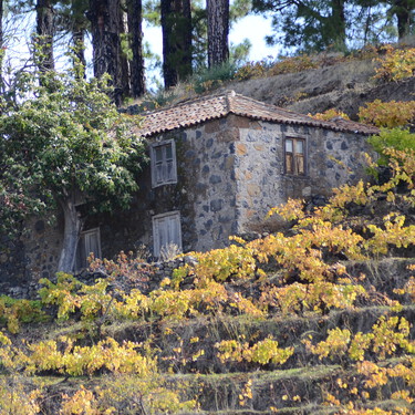 Así es el desconocido vino de tea que nace del corazón de la isla de La Palma: una osadía agrícola entre pinos canarios