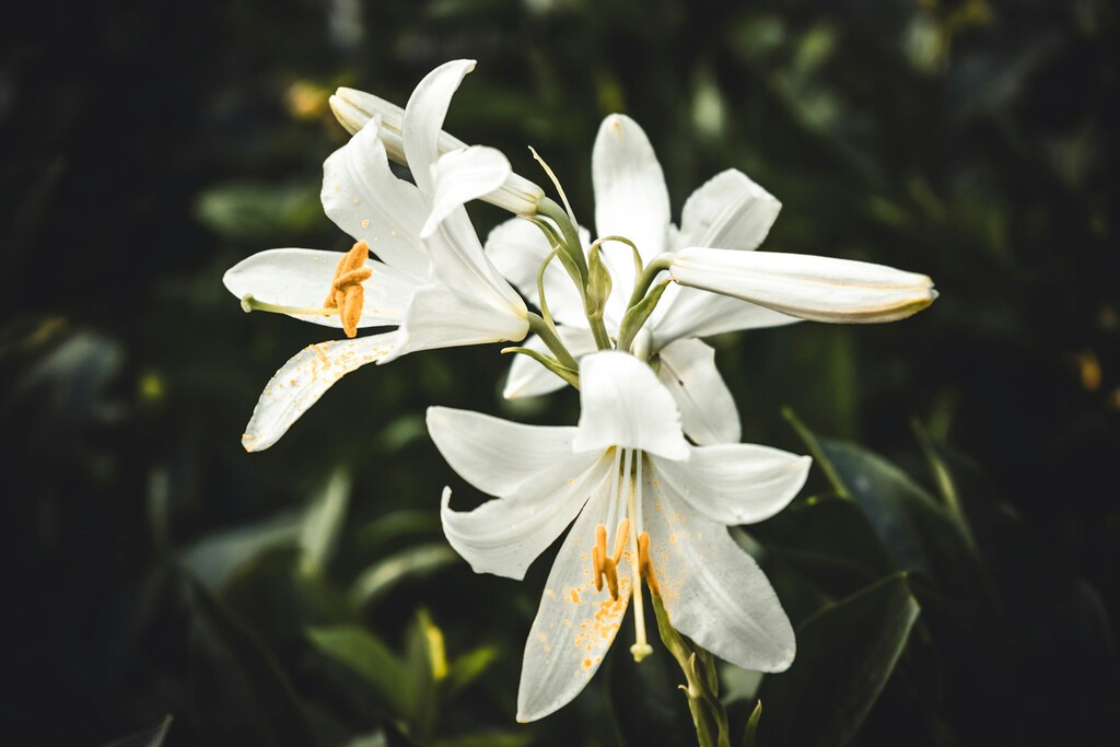 Mañana, miércoles 26 de agosto, llega a Aldi una maceta cuya flor añadirá elegancia a cualquier estancia por menos de 6 euros