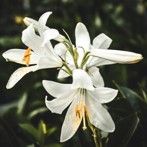 Hoy, miércoles 26 de agosto, llega a Aldi una maceta cuya flor añadirá elegancia a cualquier estancia por menos de 6 euros