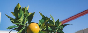 Un limonero puede dar limones incluso cultivado en maceta: así hay que cuidarlo para que suceda 