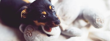 Un perro estimulado y entretenido es un perro más feliz. Aquí tienes algunos juguetes para dejarle cuando te vas a trabajar