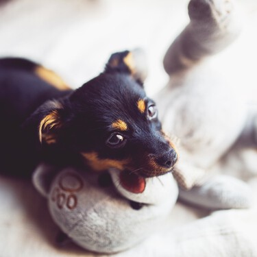 Un perro estimulado y entretenido es un perro más feliz. Aquí tienes algunos juguetes para dejarle cuando te vas a trabajar