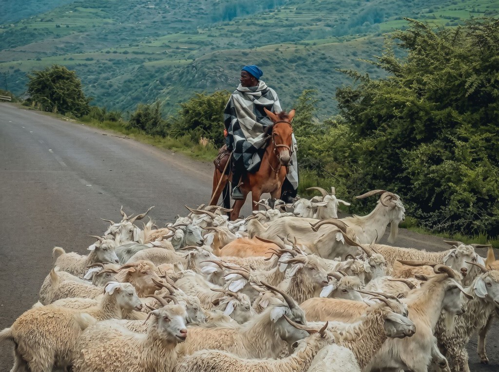 Mohai y Lepeli, los pastores que suben y bajan 2.400 metros a diario para ir a clases nocturnas: “Empecé a trabajar con animales cuando tenía 9 años”