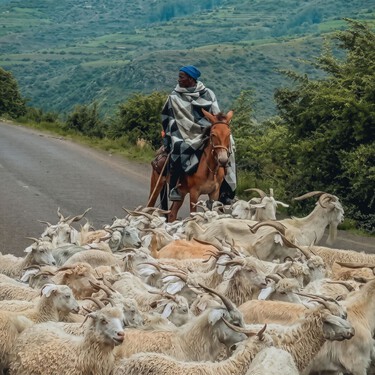 Mohai y Lepeli, los pastores que suben y bajan 2.400 metros a diario para ir a clases nocturnas: “Empecé a trabajar con animales cuando tenía 9 años” 