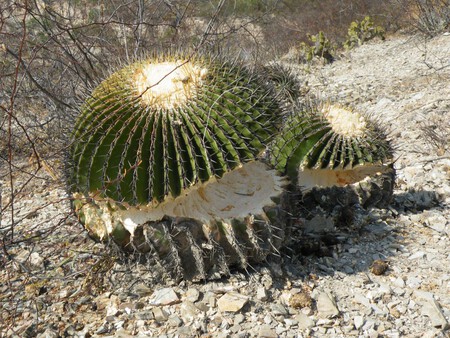 Echinocactus Platyacanthus