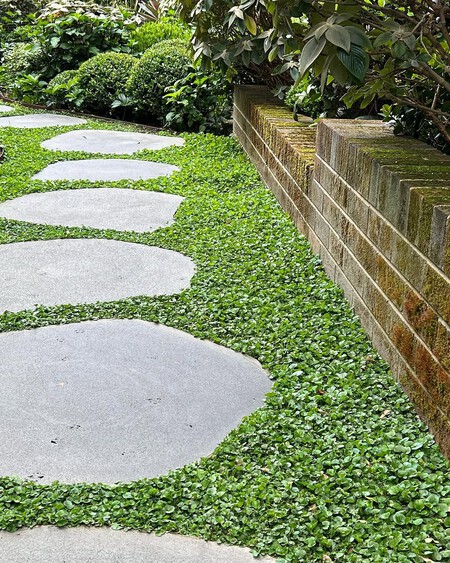 plantas rastreras