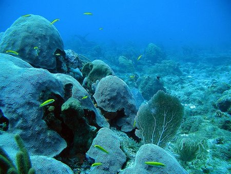 Australia apuesta por la mayor reserva marina del mundo