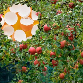 Mezclar cáscara de huevo y vinagre blanco: para qué sirve ponerlo en los árboles frutales y qué beneficios obtienen 