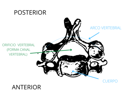 Vertebra