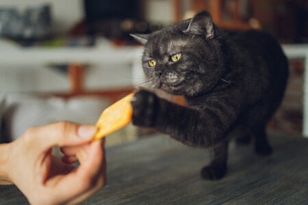 Un gato jugando con una galleta