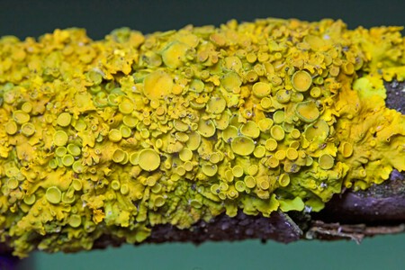 Xanthoria elegans