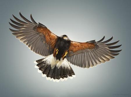 ¿Fotografiar un halcón volando en estudio? Karl Taylor acepta el reto