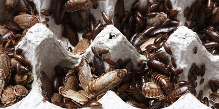 cucaracha