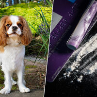 El 13% de los españoles ha probado la cocaína una vez en su vida. Si preguntamos a los perros de Madrid el porcentaje será mayor