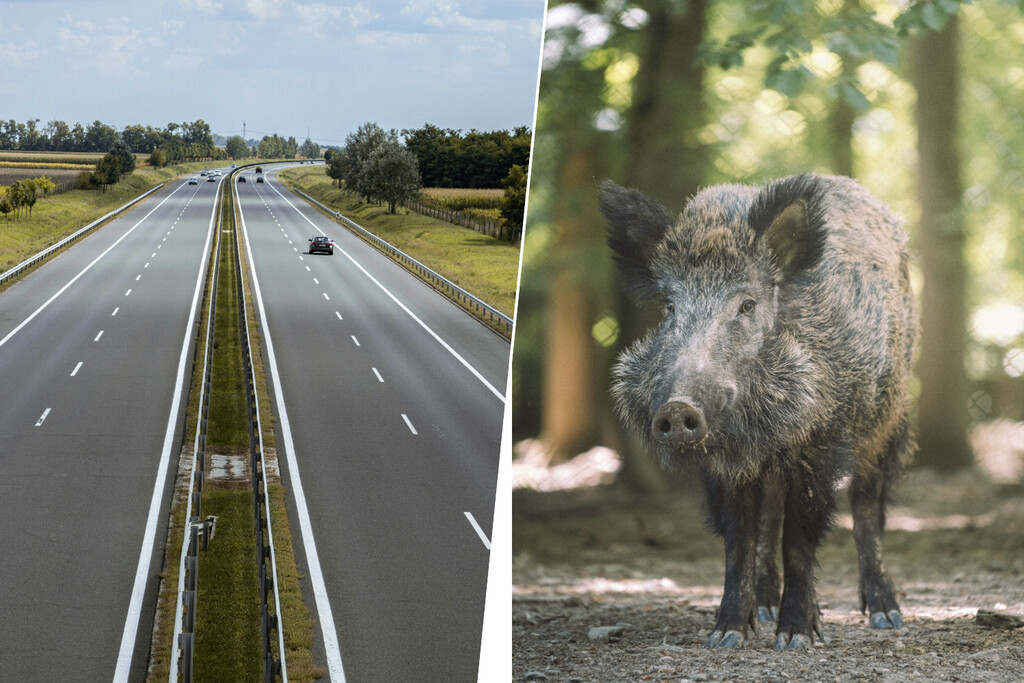 Cansada de los accidentes con animales salvajes, Galicia ha tenido una idea que ya prueba en sus carreteras: flasehar jabalíes 