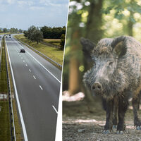 Atropellar a un jabalí es habitual en Galicia, así que la Xunta tiene un plan: hacerles la vida imposible en las carreteras