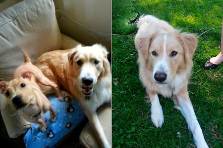 Defectos Google Fotos