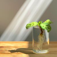 Estas tres plantas de interior son ideales para decorar: y no necesitan tierra, solo agua