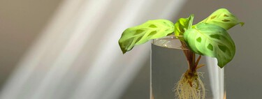 Estas tres plantas de interior son ideales para decorar: y no necesitan tierra, solo agua