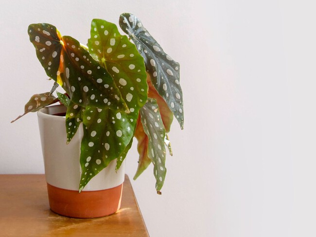 Plantas Gonhos