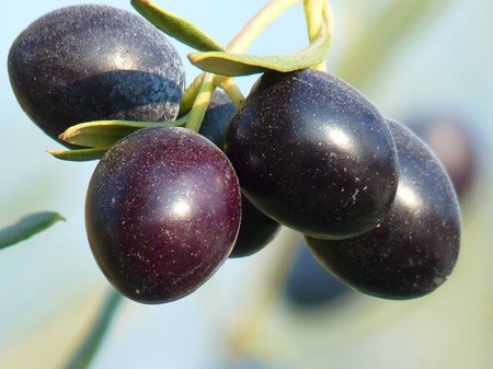 ¿Es realmente aceite de oliva, el aceite de oliva que consumimos?