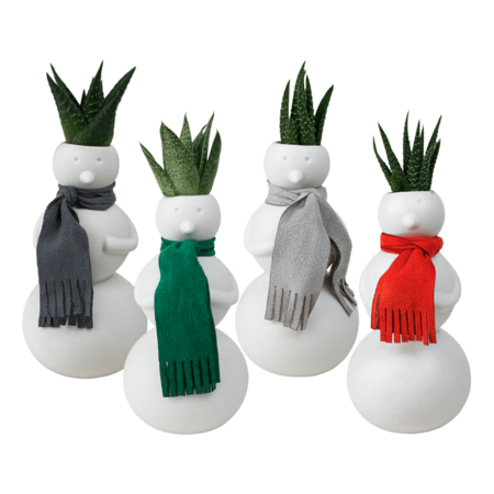 Plantas muñecos de nieve Aldi