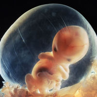 Espectaculares imágenes de la concepción y el embarazo semana a semana