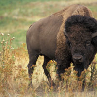 El peligro de tirarse selfies mientras estás en Yellowstone 