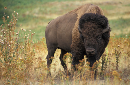 El peligro de tirarse selfies mientras estás en Yellowstone