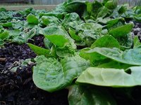 Verduras, agua y nitratos