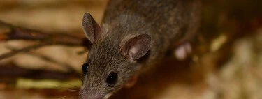 Alejar a las ratas y ratones de casa de forma natural con ingredientes que tenemos en la cocina: esto hay que tener en cuenta 