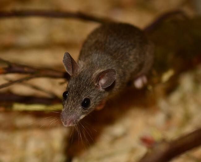 Sweet Mouse Wildlife Small Mammal Rodent 969528 Pxhere Com