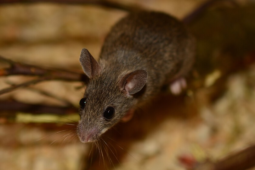 Sweet Mouse Wildlife Small Mammal Rodent 969528 Pxhere Com