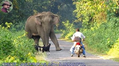 Elefante en la carretera, sí, un elefante