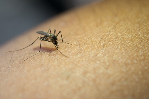 Mosquiteras Aldi