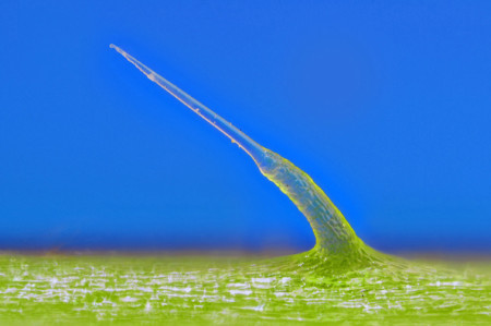 Super Macro Pelo Ortiga