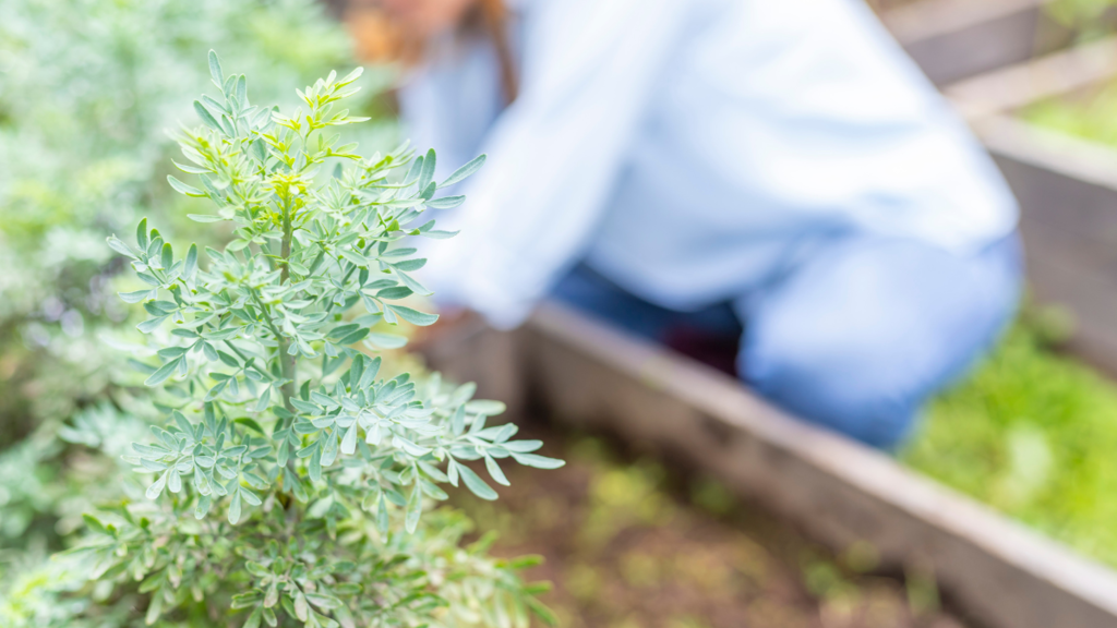 Cómo hacer una infusión de ruda y cuáles son los beneficios que aporta ...
