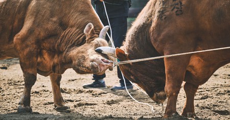 Lca Bullfighting Inv 14 Bulls Fighting Horn Near Eye