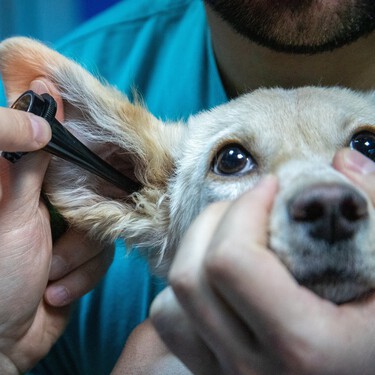A veces hay que limpiarle las orejas a tu perro. Esta es la forma correcta de hacerlo 