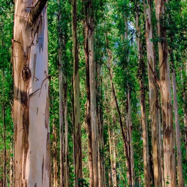 España plantó millones de eucaliptos para conseguir madera barata. 90 años después, hemos constatado que son un desierto verde 