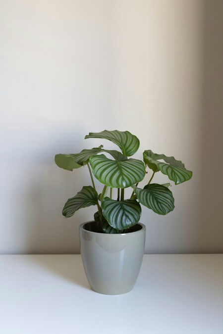 calathea