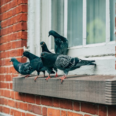 Cómo ahuyentar a las palomas del balcón: un remedio casero e invisible para conseguirlo 