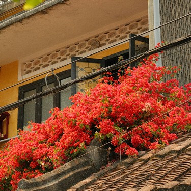 Este viernes 3 de julio llega a Lidl una planta de floración generosa que alegra balcones y terrazas por menos de 6 euros
