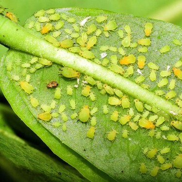 Si tienes pulgones en tus plantas esta es la mezcla infalible para eliminarlos
