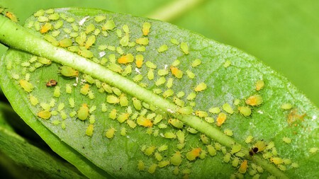 Si tienes pulgones en tus plantas esta es la mezcla infalible para eliminarlos