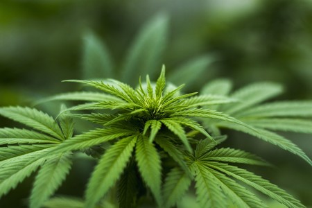 El cannabis legal generaría 400.000 empleos y 40.000 millones de dólares