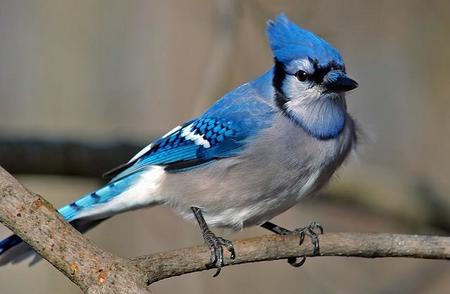 1024px Cyanocitta Cristata Blue Jay