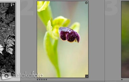 Coleccion rapida Lightroom 4